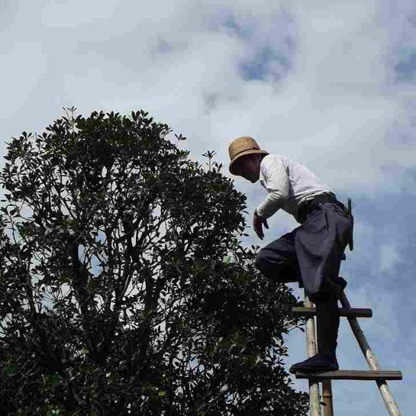 arborist