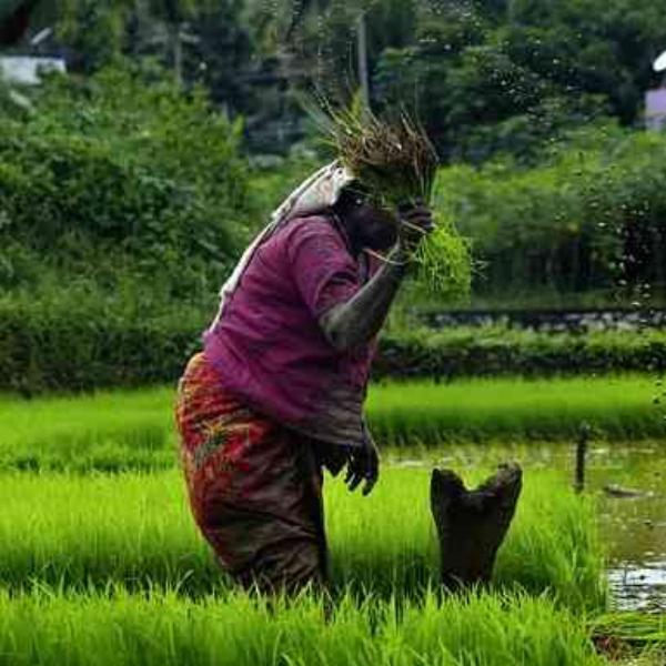 farm worker