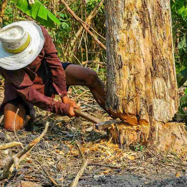 wood cutter